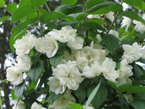 «Виржиналь» 