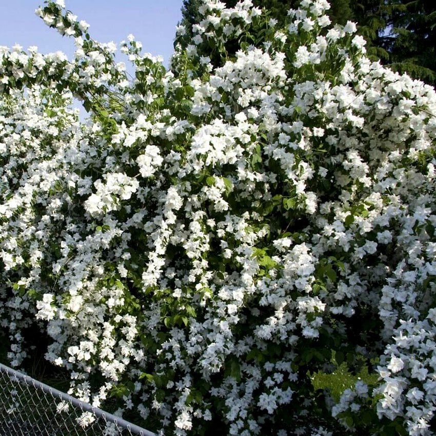 "Снежная буря"