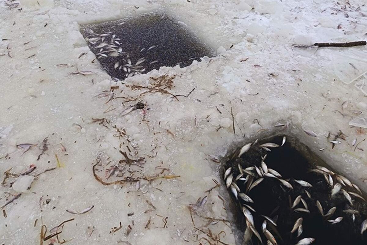  Замор рыбы в устье реки Сведь в Гомельской области. © Сергей Котлобай, fishingby.com