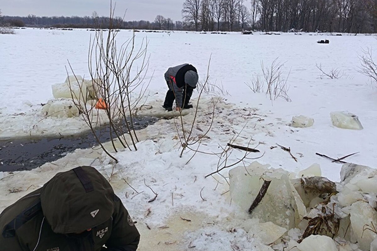  Замор рыбы в устье реки Сведь в Гомельской области. © Сергей Котлобай, fishingby.com