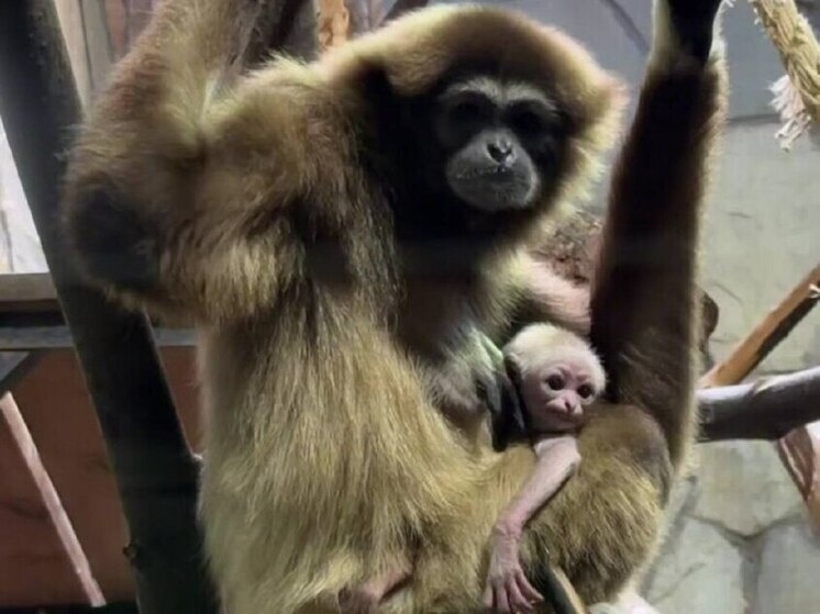     Шансы заметить малыша выше во время показательного кормления, которое проходит каждый день в 15:00. Фото: скриншот видео пресс-службы Ленинградского зоопарка