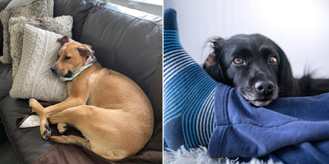 5 любимых мест, где обожает спать собака