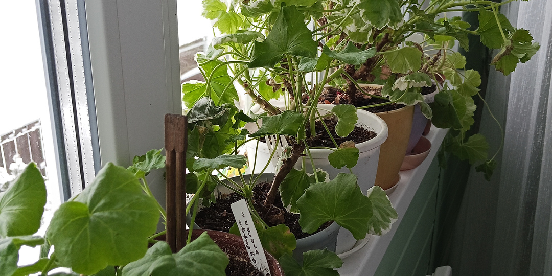 Немного о зимовке (передержке) растений