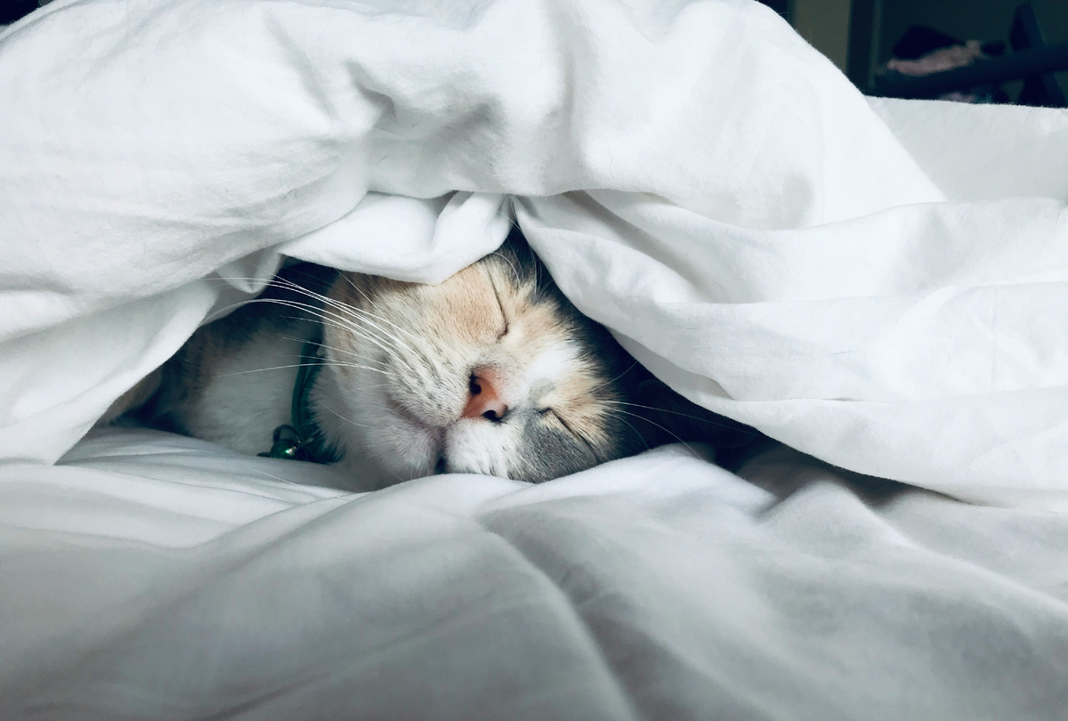 Kate Stone Matheson by Unsplash.com
      