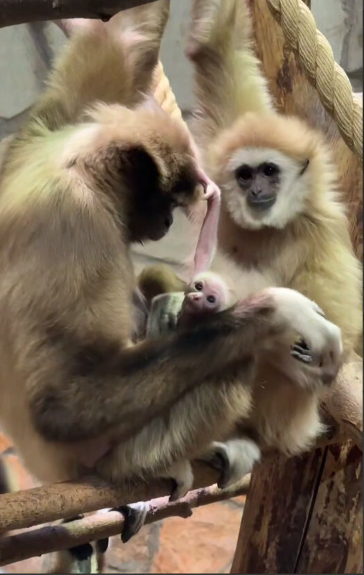 Фото: скриншот видео из Telegram-канала Ленинградского зоопарка