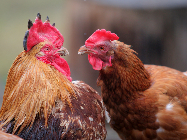   Наталия Губернаторова