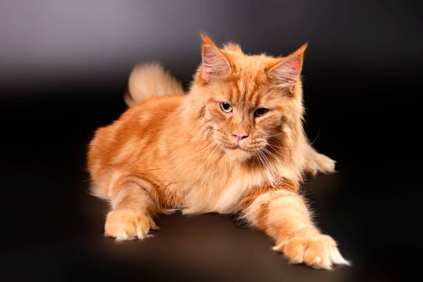 Фотография из открытых источников. 