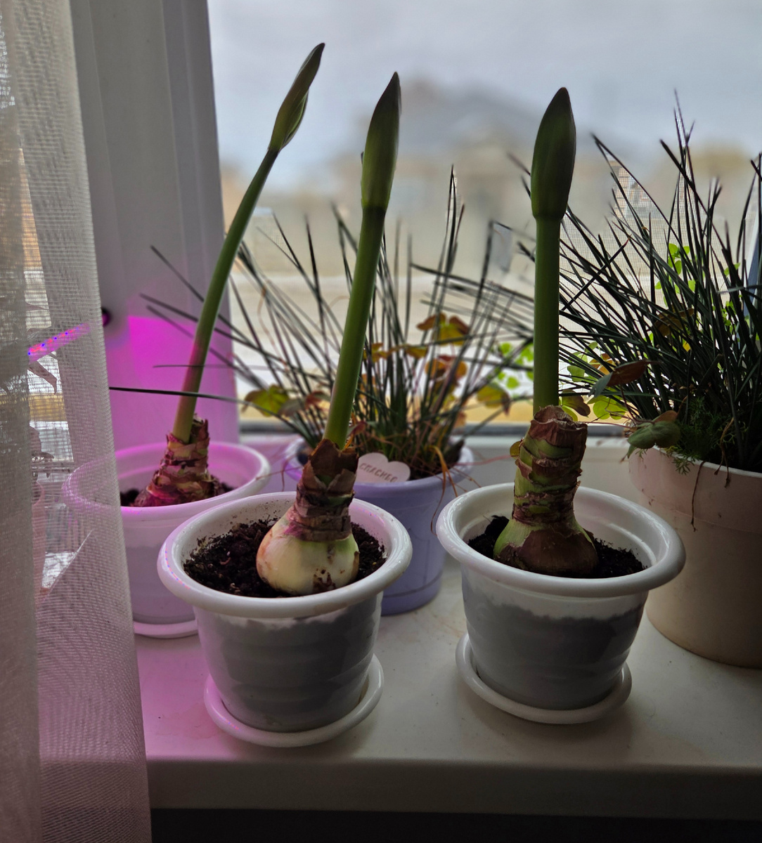 Трое из ларца. И всё! Фото: Зеленая леди, сад, семья и томатный сок