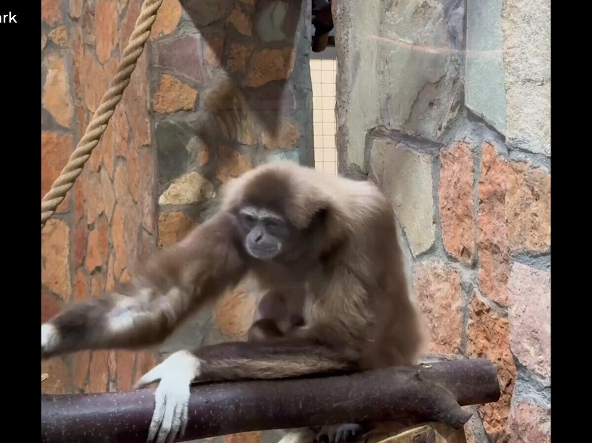    Детеныши гиббонов в Ленинградском зоопарке | © @lenzoopark
