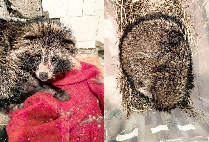 фото: t.me/podslushanopodporojie