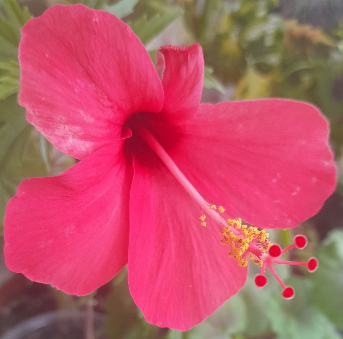 У гибискуса куда-то пропал один из лепестков