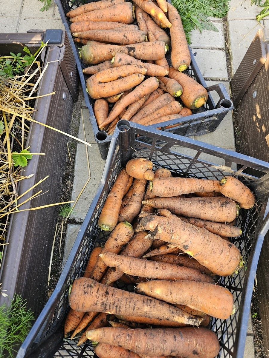 Урожай моркови. Фото Ирины Д.