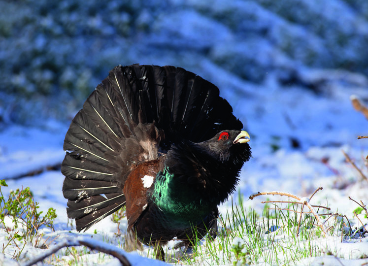 Жизнь под снегом. Природные секреты тетерева и глухаря