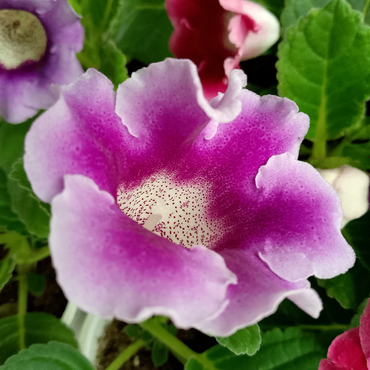 Красоты много не бывает