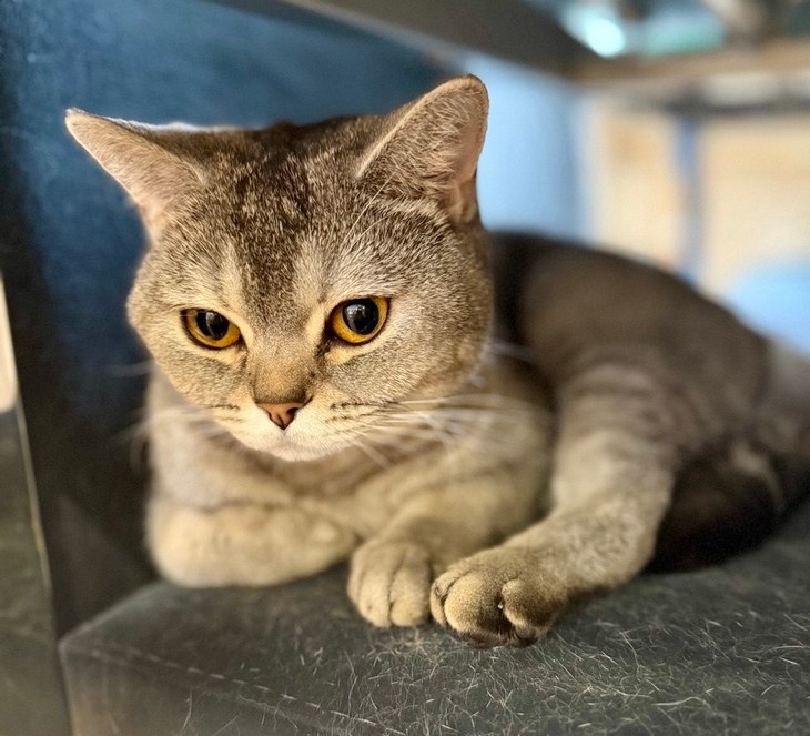    кошка Редакция Газеты