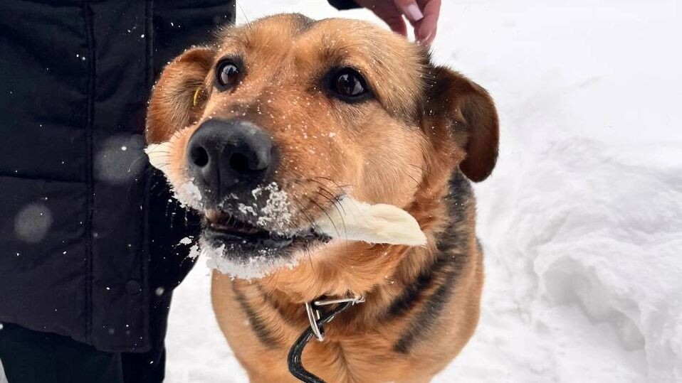    Фото: Яна Джус / «Ямал-Медиа»