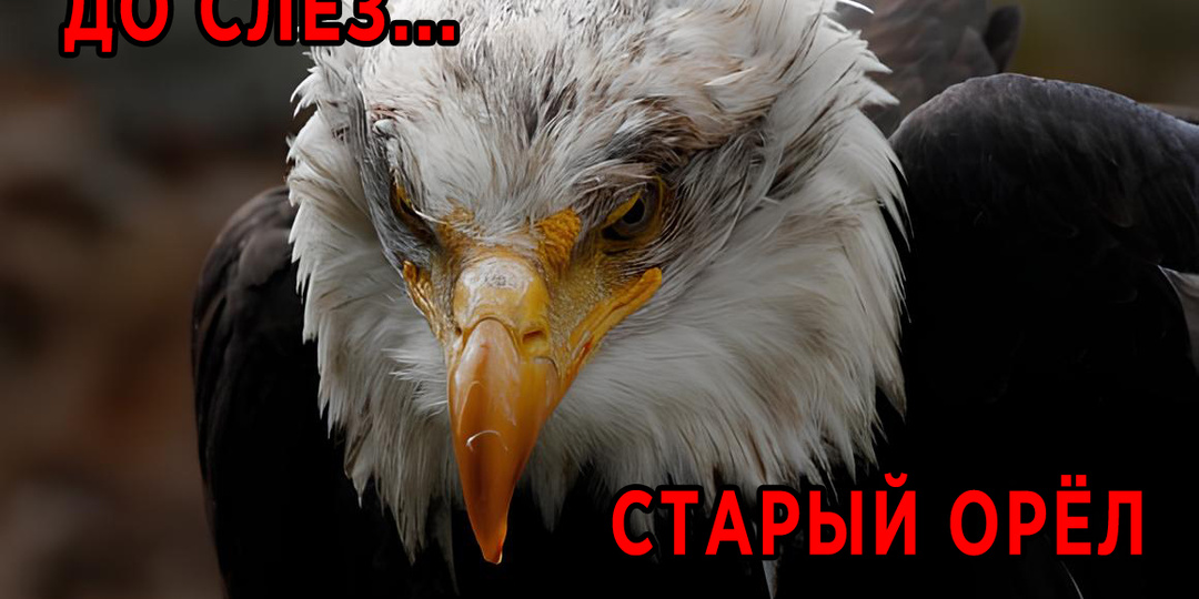 В 40 лет орёл разбивает себе клюв и вырывает все перья. Правдива ли эта история?