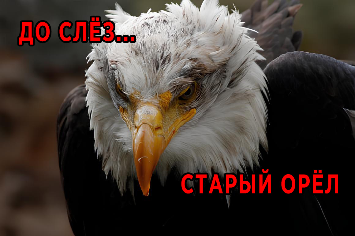 Хочется плакать от неправдоподобности! 