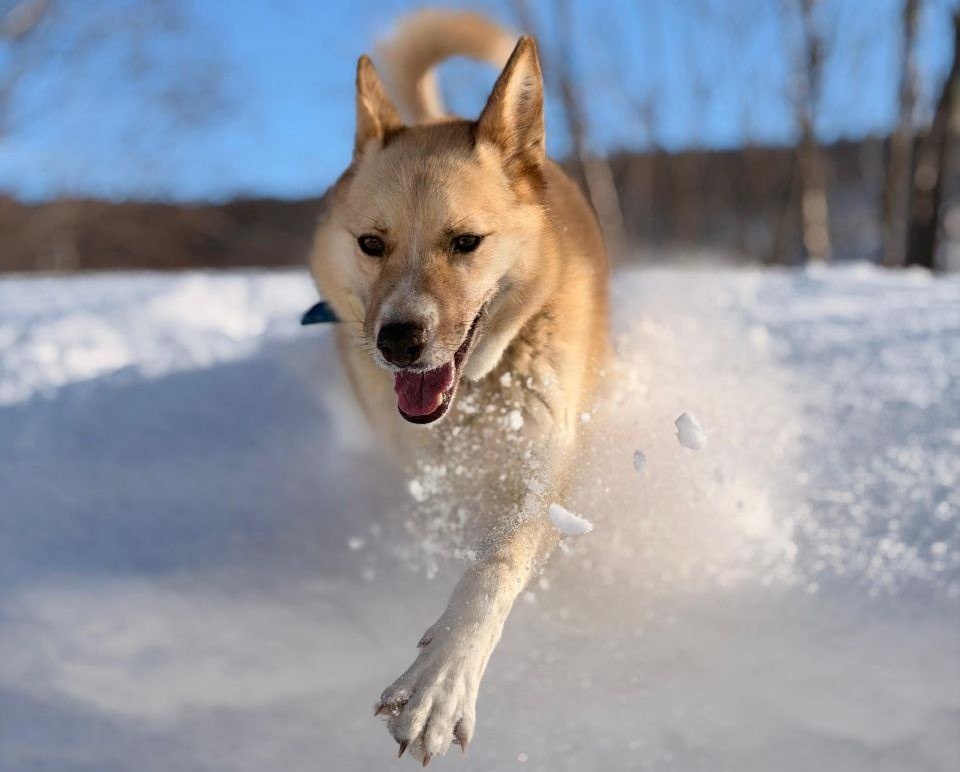 Фото приюта «Под крылом Кутха»