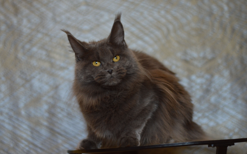 Багира наша кошка
