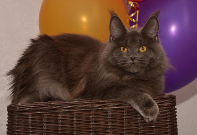 Багира наша кошка
