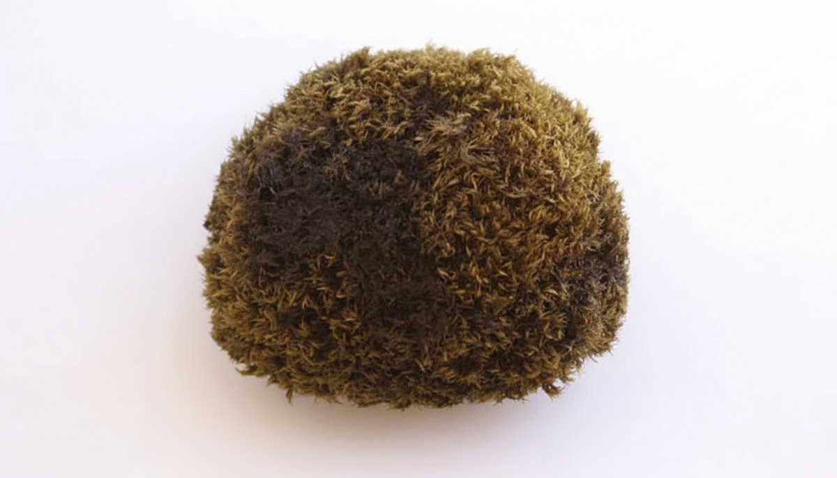     Фото: Recraft.AI Всерьез изучать этих необычных обитателей льда ученые начали лишь несколько десятилетий спустя