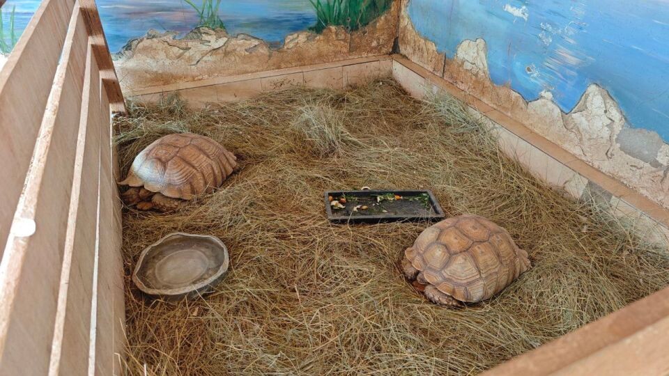    Шпороносные черепахи. Источник: "Лесная сказка"