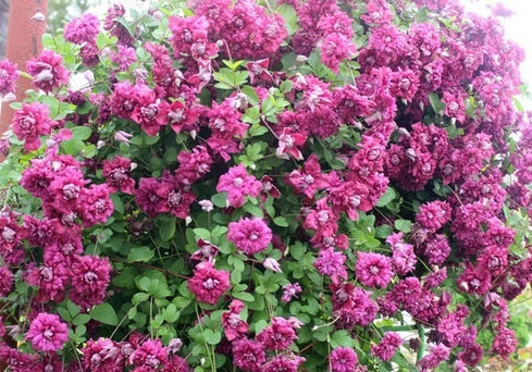 Фото из интернета. Свое, к сожалению, случайно удалила с телефона.