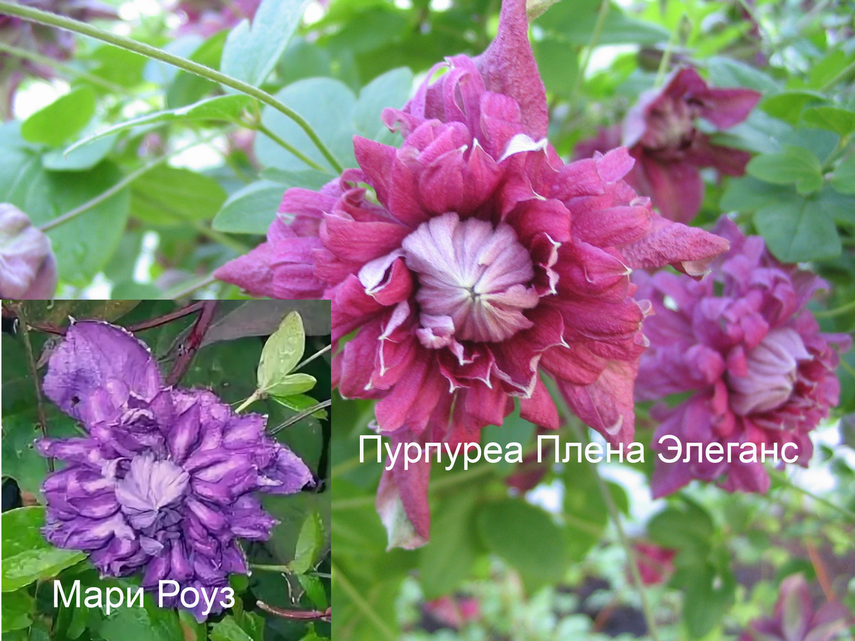 Фото Мари Роуз из интернета