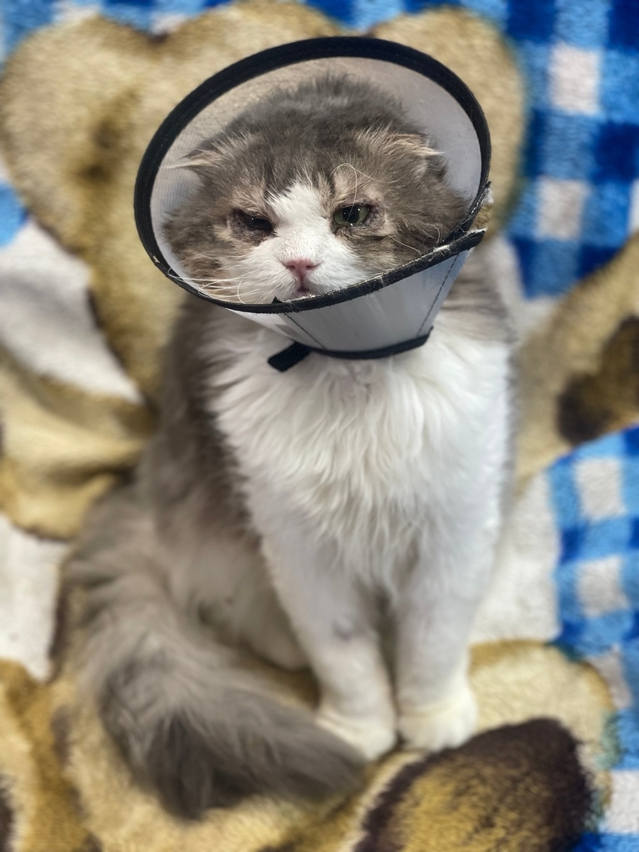 Пушистик после операции