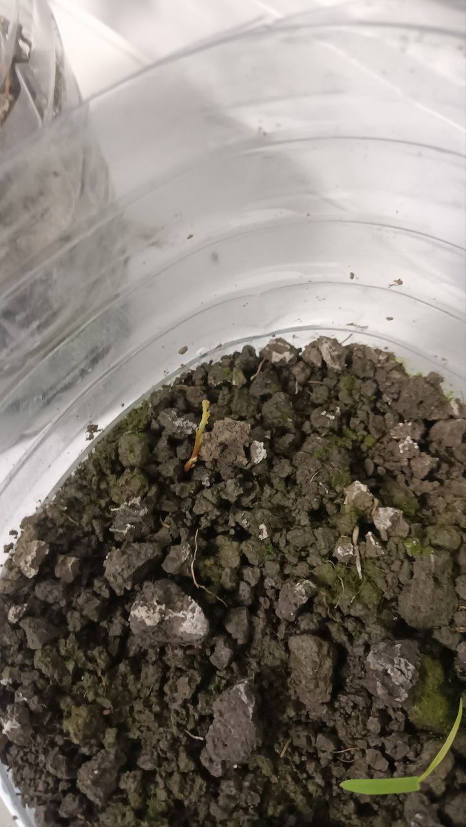 Вот такое чудо я обнаружил в середине декабря.