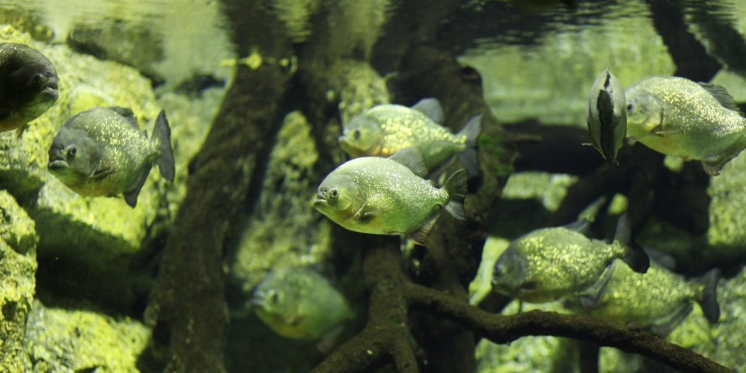 Пираньи покусали 46 отдыхающих на популярном пляже - один человек лишился пальца