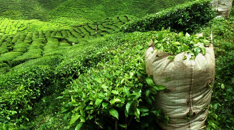 Горные плантации горного Ткибульского чая