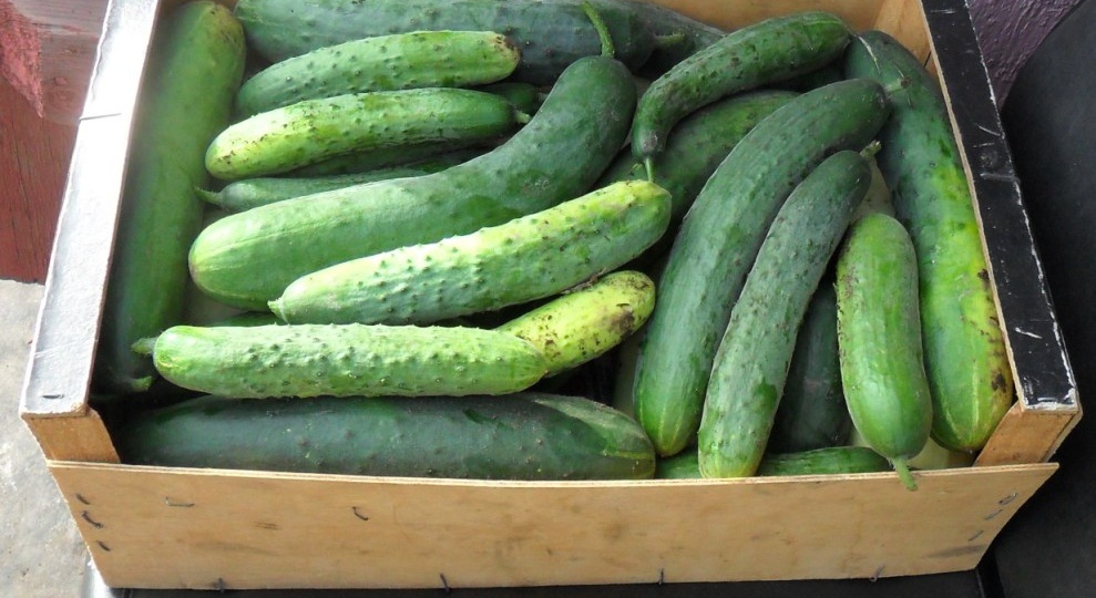 Уход за огурцами. Опыт огородников.