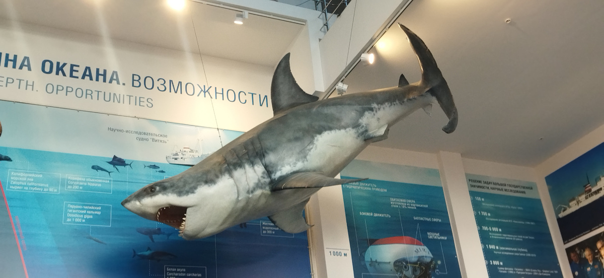 Макет большой белой акулы. К сожалению, живых представителей этого вида в неволе содержать не получается. 