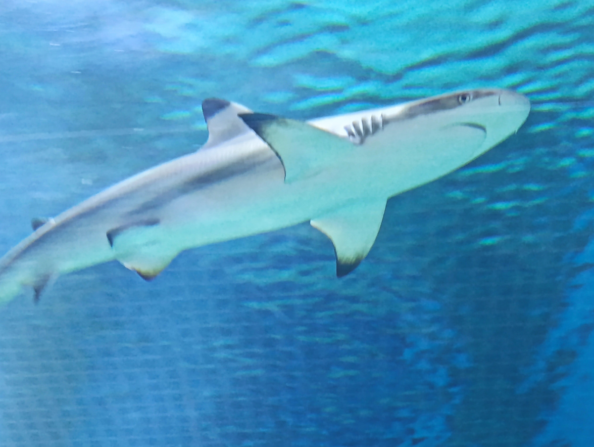 Мальгашская ночная акула, она же чернопёрая рифовая акула, (Carcharhinus melanopterus). 