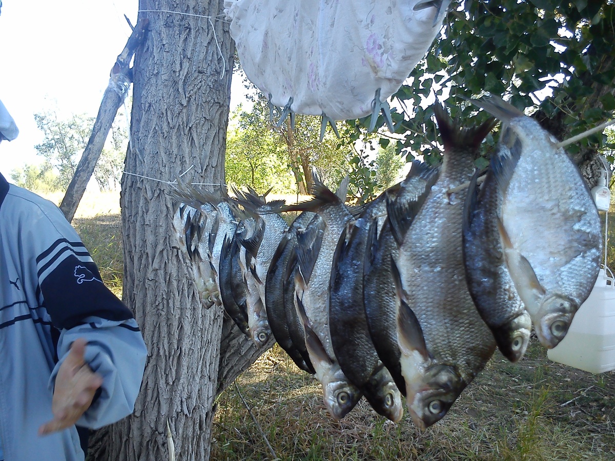 Сохнет Ранее выловленная