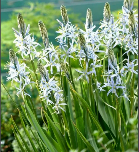 s/search?text=камассия%20кузика%20фото%20и%20описание&parent-reqid=1770633257087107-2909753915223209134-balancer-l7leveler-kubr-yp-vla-249-BAL&from=tabbar