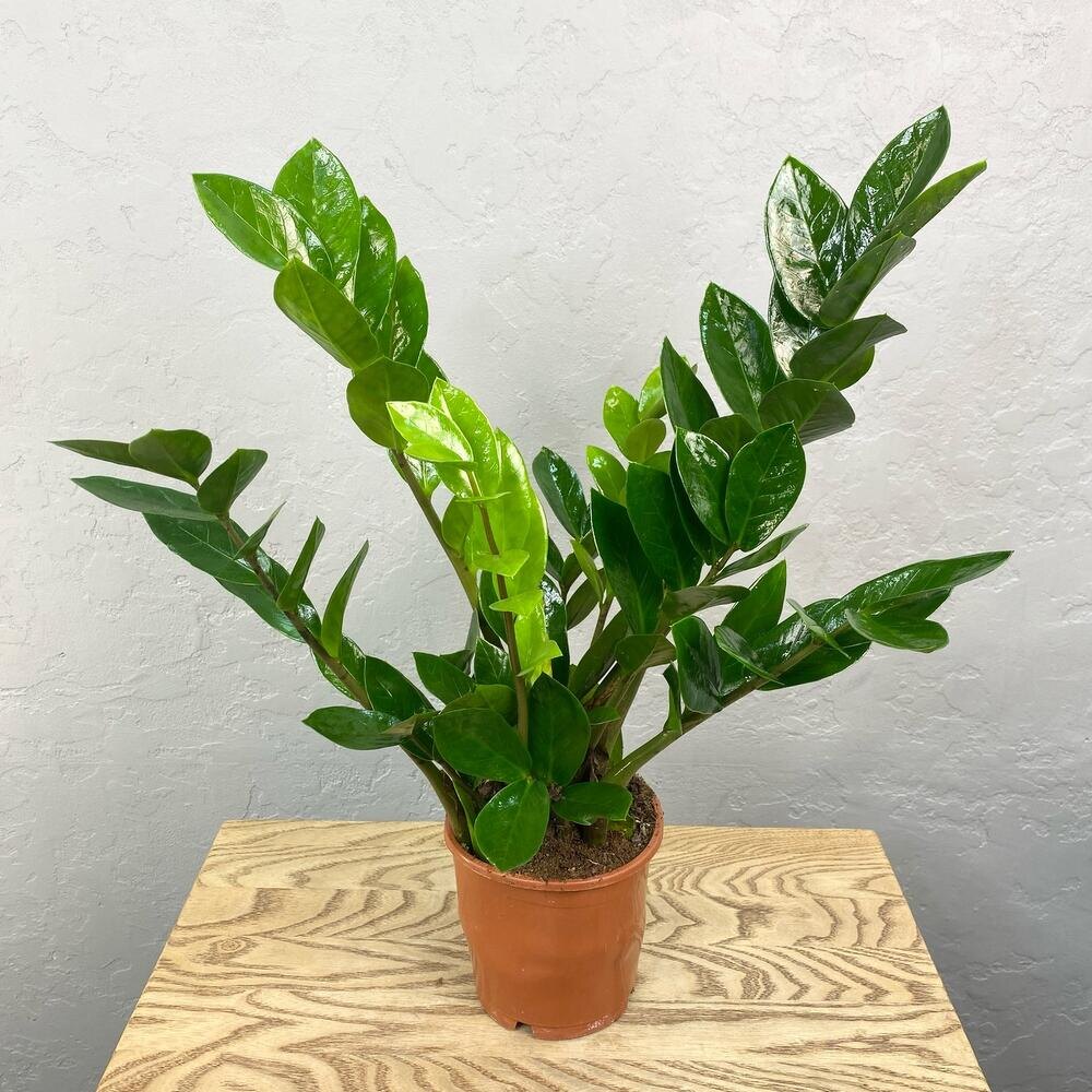 Фотография из интернета