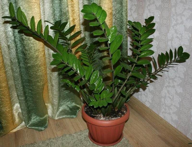 Фотография из интернета