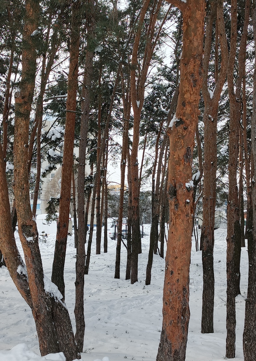 В нашем парке