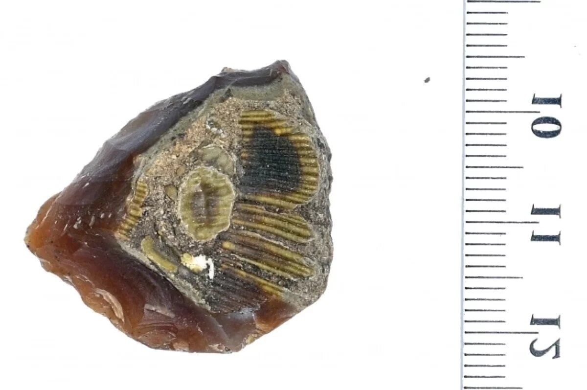    Липецкие археологи обнаружили артефакт с «двойным дном»