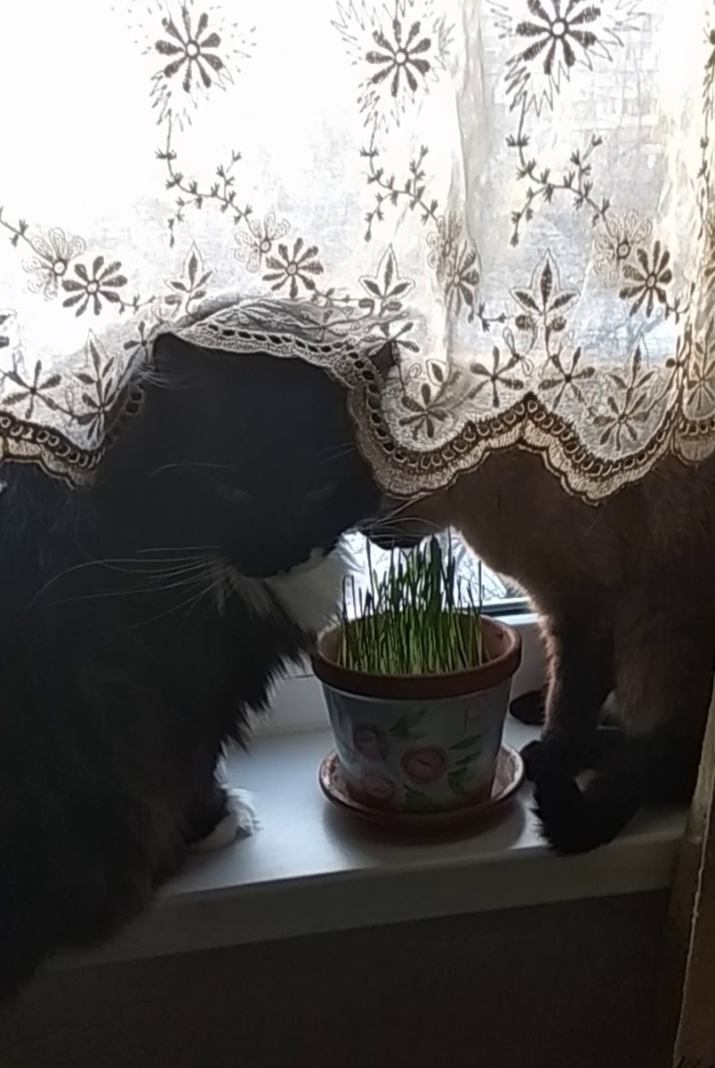 Вместе ели травку