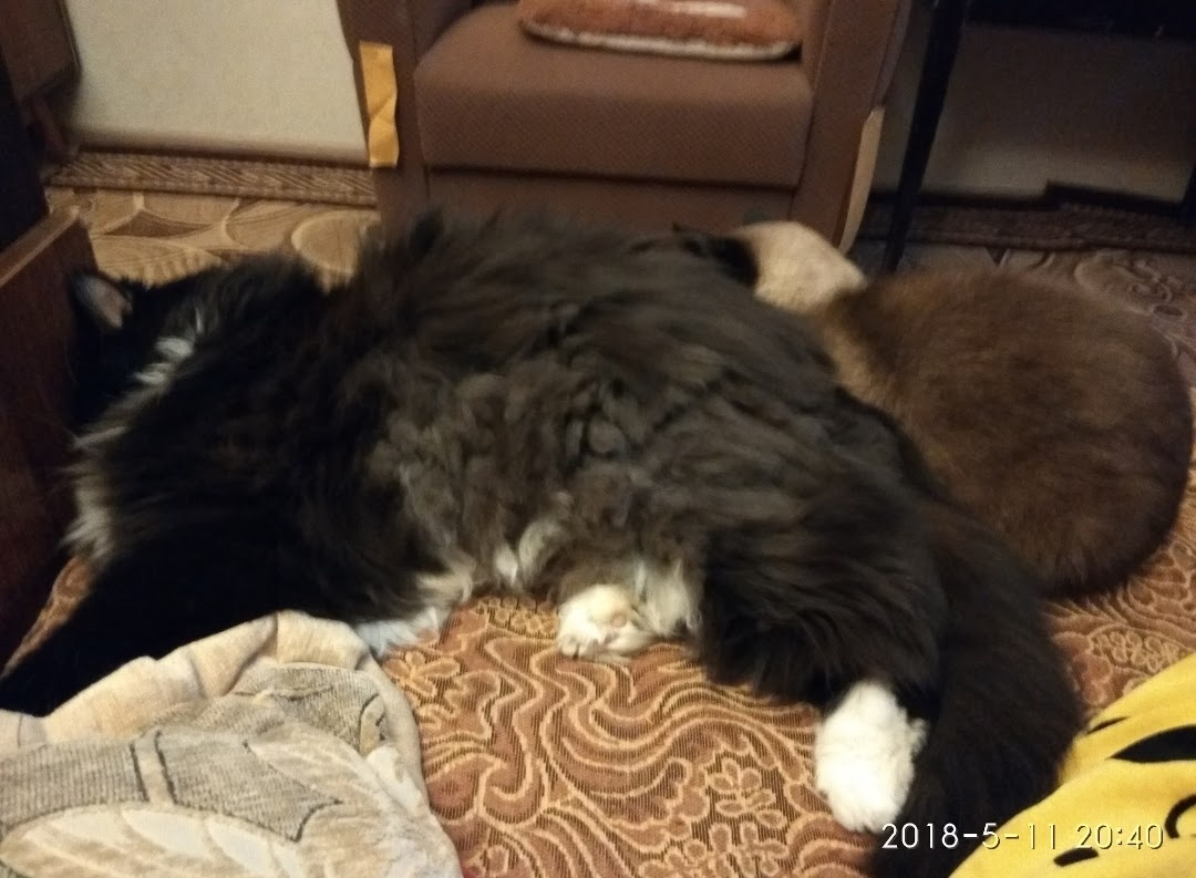 Вместе спали