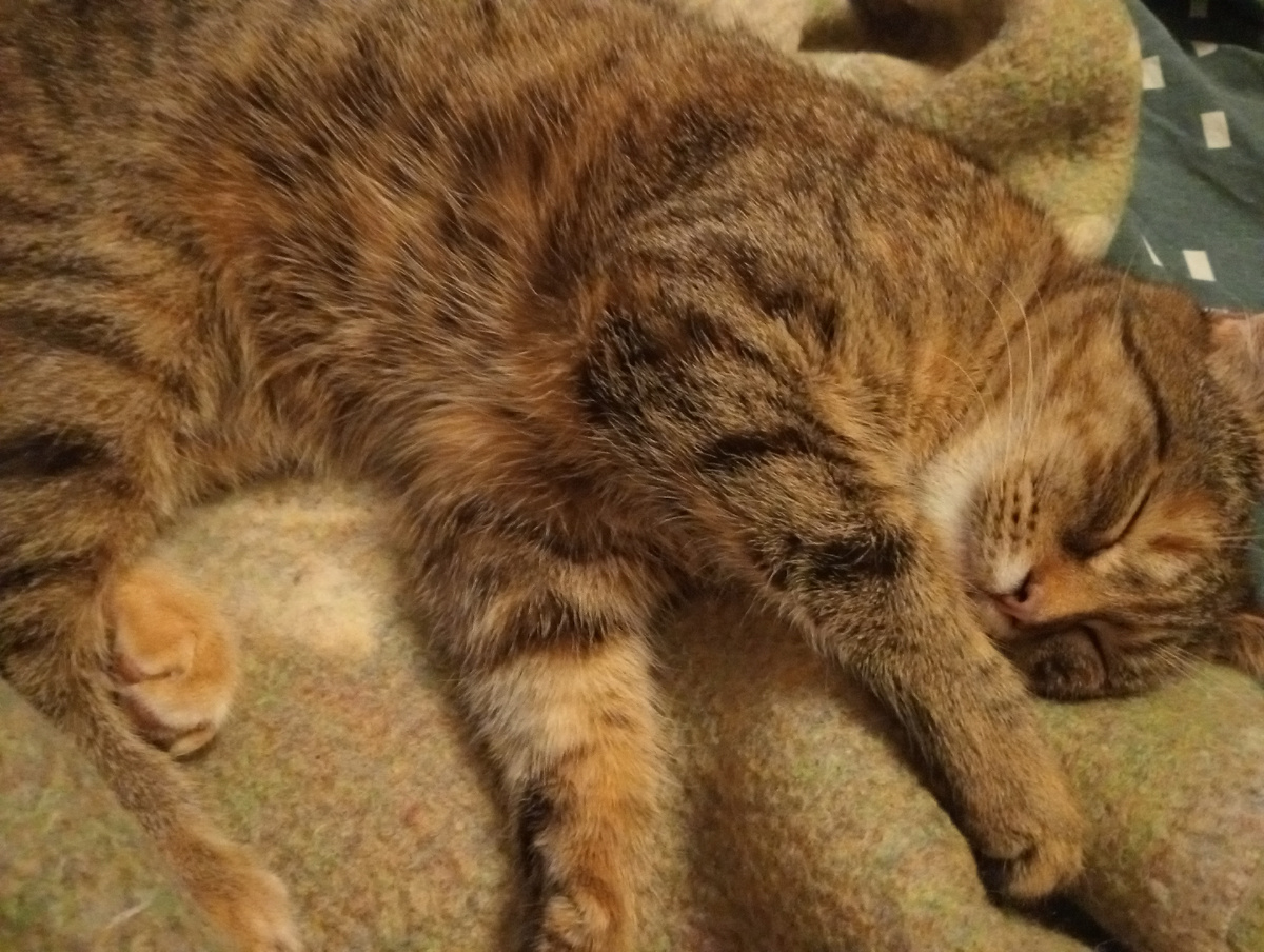 Шпротинка - соня наша!