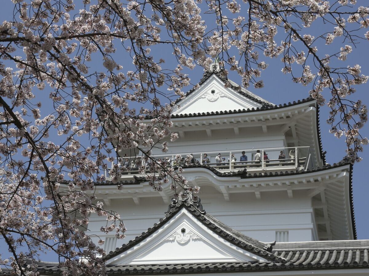    Цветущая сакура возле замка Одавара в Токио | © AP Photo / Koji Sasahara