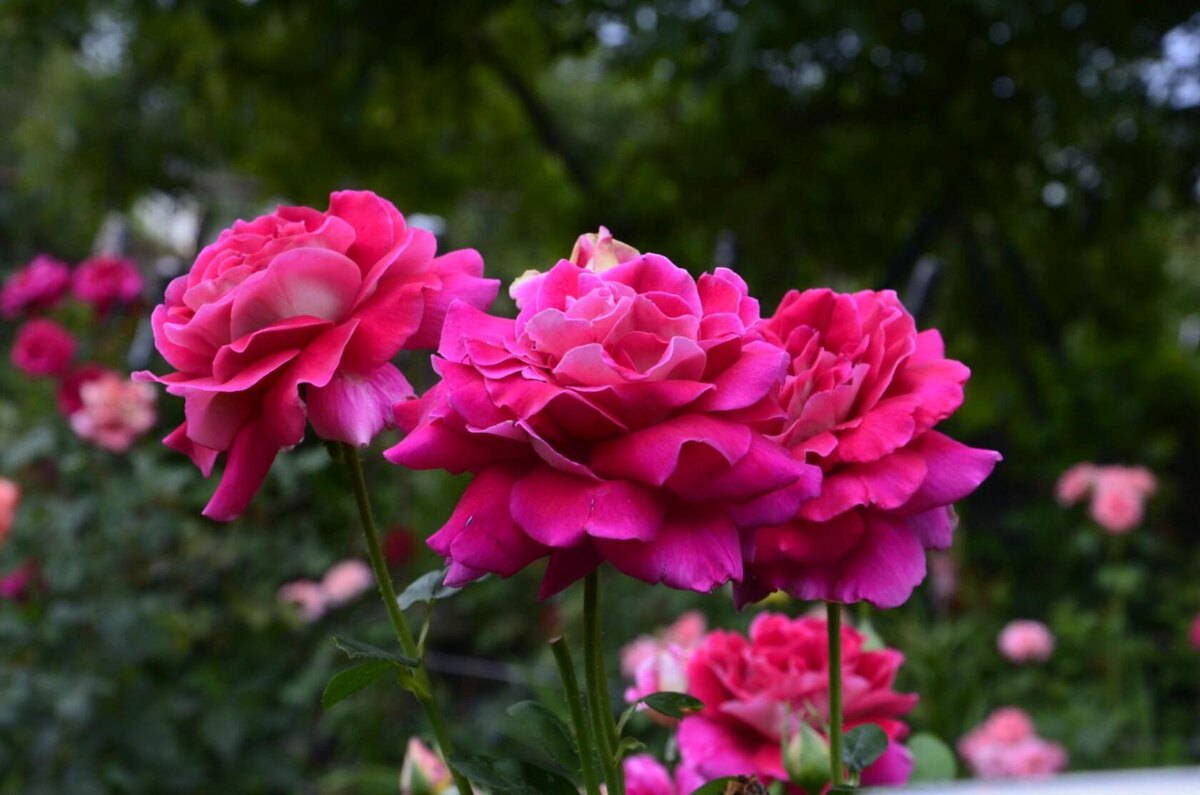 Роза «Кроненбург».