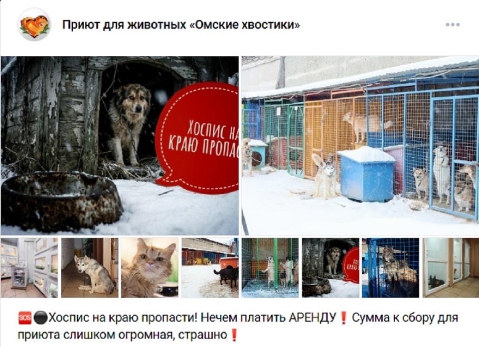    Фото: страница приюта «Омские хвостики» https://vk.com/omskhvostik