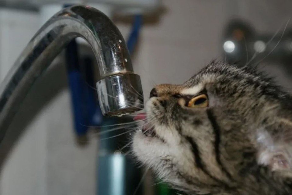    Время подвоза воды опубликовано на страницах администрации Боровского района в соцсетях.