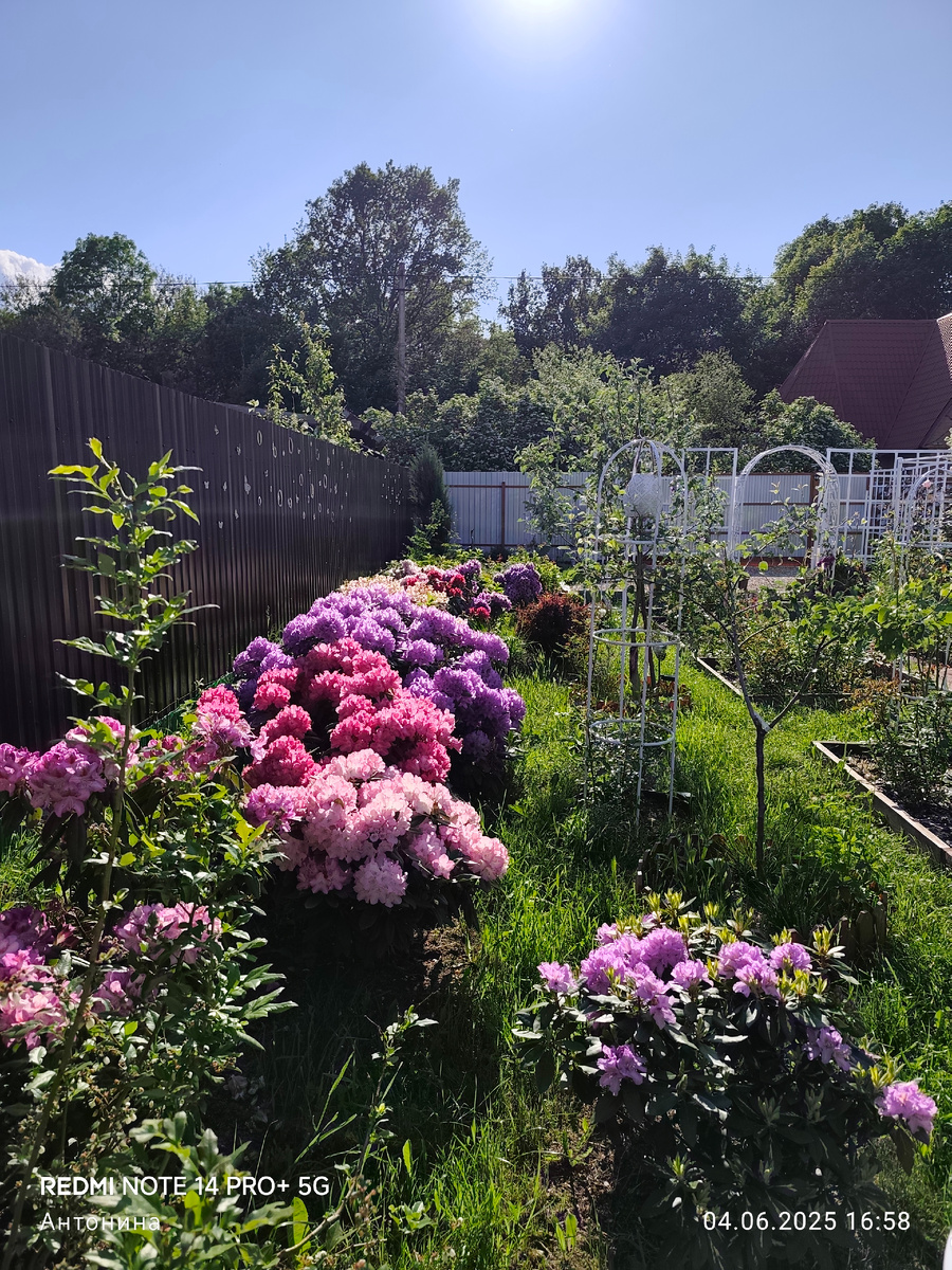 Мои любимые рододендроны. Они дают невероятный взрыв цвета в саду в конце мая-начале июня.